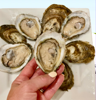 Seashore Oyster