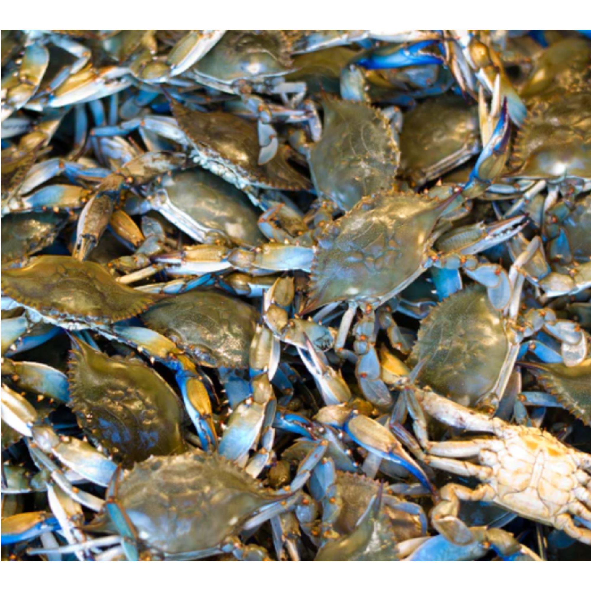 Live Blue Crab