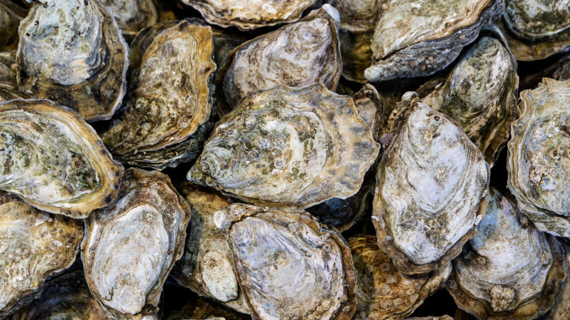 James River Oysters